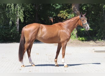 Hanoverian, Gelding, 4 years, 17 hh, Chestnut