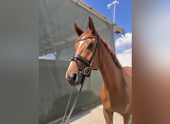 Hanoverian, Gelding, 4 years, 17 hh, Chestnut-Red