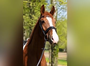 Hanoverian, Gelding, 4 years, 17 hh, Chestnut-Red