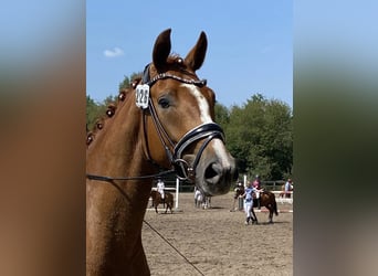 Hanoverian, Gelding, 4 years, 17 hh, Chestnut-Red