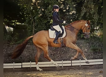 Hanoverian, Gelding, 4 years, 17 hh, Chestnut-Red