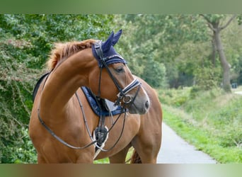 Hanoverian, Gelding, 4 years, 17 hh, Chestnut-Red