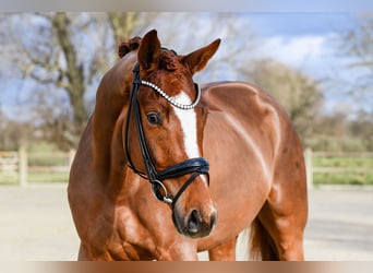 Hanoverian, Gelding, 4 years, 17 hh, Chestnut-Red