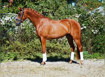 Hanoverian, Gelding, 4 years, 17 hh, Chestnut-Red