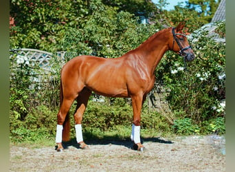 Hanoverian, Gelding, 4 years, 17 hh, Chestnut-Red