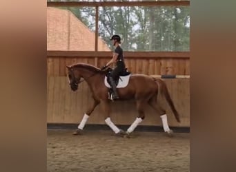 Hanoverian, Gelding, 4 years, 17 hh, Chestnut-Red