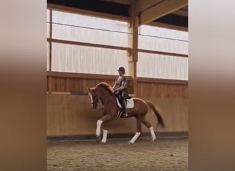 Hanoverian, Gelding, 4 years, 17 hh, Chestnut-Red