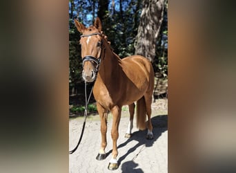Hanoverian, Gelding, 4 years, 17 hh, Chestnut-Red
