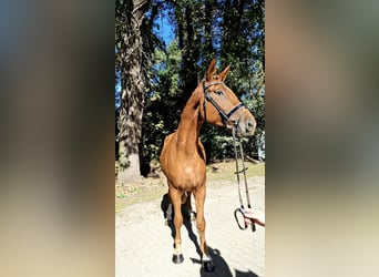 Hanoverian, Gelding, 4 years, 17 hh, Chestnut-Red