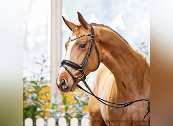 Hanoverian, Gelding, 4 years, 17 hh, Chestnut-Red