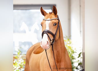 Hanoverian, Gelding, 4 years, 17 hh, Chestnut-Red