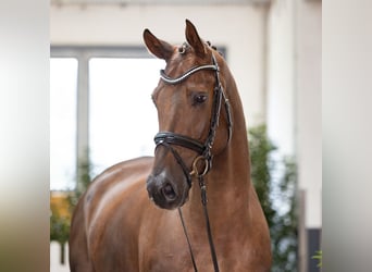 Hanoverian, Gelding, 4 years, 17 hh, Chestnut-Red