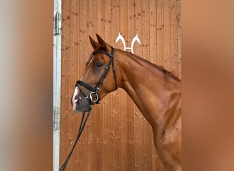 Hanoverian Mix, Gelding, 4 years, 17 hh, Chestnut-Red