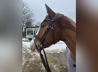 Hanoverian, Gelding, 4 years, 17 hh, Chestnut-Red