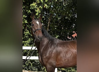 Hanoverian, Gelding, 4 years, 17 hh, Chestnut
