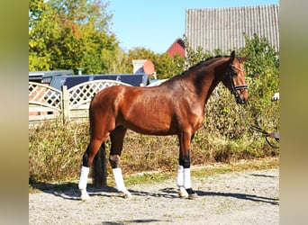 Hanoverian, Gelding, 4 years, 17 hh