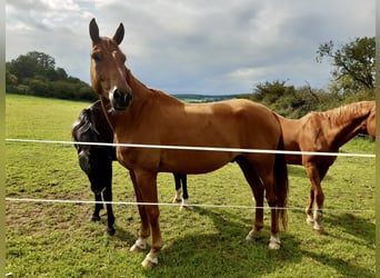 Hanoverian, Gelding, 4 years, 17 hh