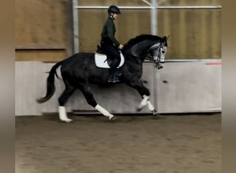 Hanoverian, Gelding, 4 years, 17 hh, Gray-Dapple