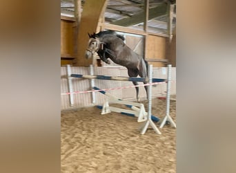 Hannoveraner, Wallach, 4 Jahre, 17 hh, Apfelschimmel