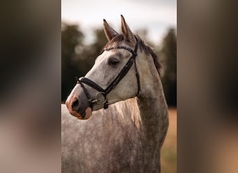 Hannoveraner, Wallach, 4 Jahre, 17 hh, Apfelschimmel