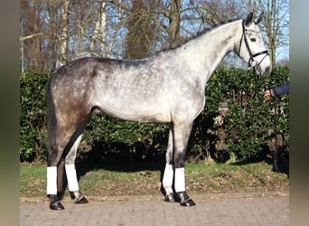 Hanoverian, Gelding, 4 years, 17 hh, Grey