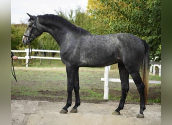 Hanoverian, Gelding, 4 years, 17 hh, Grey