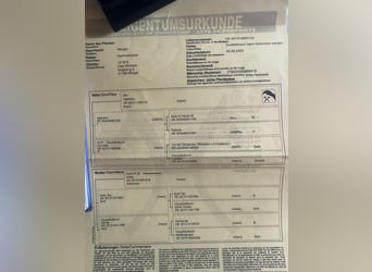 Hanoverian, Gelding, 4 years, 17 hh