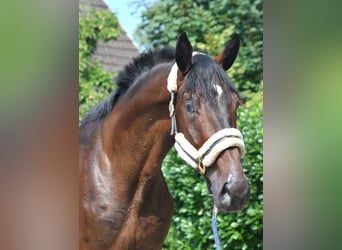 Hanoverian, Gelding, 4 years, 17,1 hh, Brown