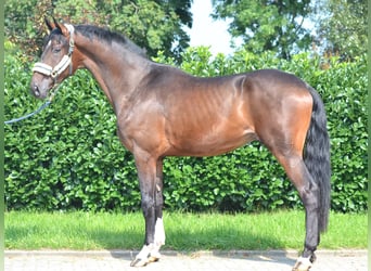 Hanoverian, Gelding, 4 years, 17,1 hh, Brown