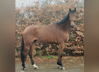 Hanoverian, Gelding, 4 years, 17,1 hh, Brown