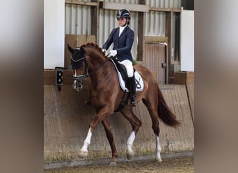 Hanoverian, Gelding, 4 years, 17,1 hh, Chestnut