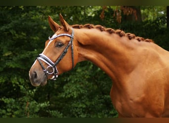 Hanoverian, Gelding, 4 years, 17,1 hh, Chestnut-Red