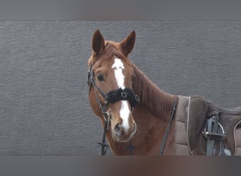 Hanoverian, Gelding, 4 years, 17,1 hh, Chestnut-Red