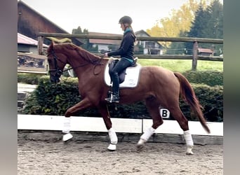 Hanoverian, Gelding, 4 years, 17,1 hh, Chestnut-Red