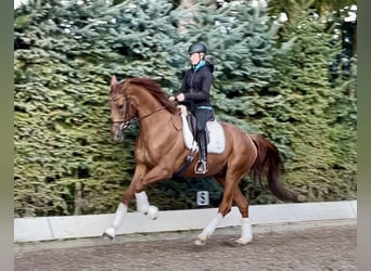 Hanoverian, Gelding, 4 years, 17,1 hh, Chestnut-Red