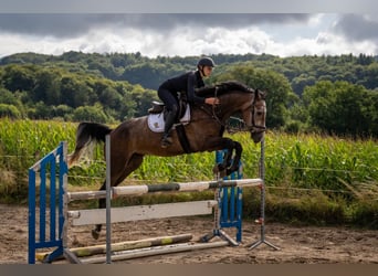 Hanoverian, Gelding, 4 years, 17,1 hh, Grey