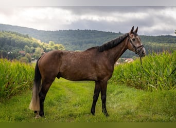 Hanoverian, Gelding, 4 years, 17,1 hh, Grey