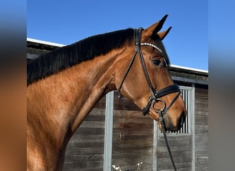 Hanoverian, Gelding, 4 years, 17,2 hh, Brown