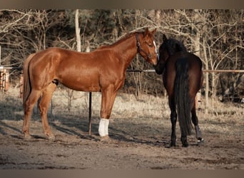Hanoverian, Gelding, 4 years, 17,2 hh, Chestnut-Red