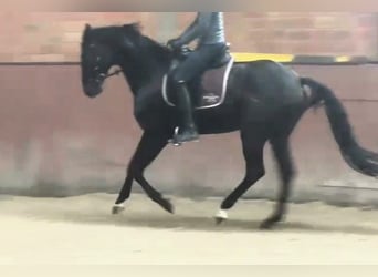 Hanoverian, Gelding, 4 years, Black