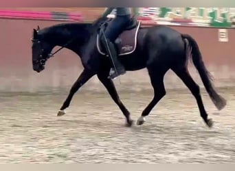 Hanoverian, Gelding, 4 years, Black