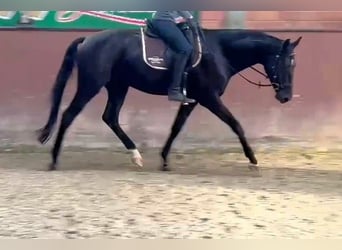 Hanoverian, Gelding, 4 years, Black
