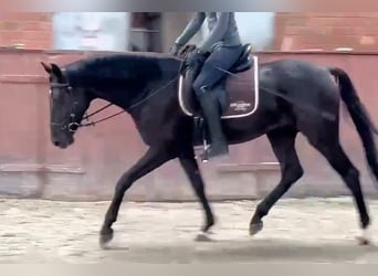 Hanoverian, Gelding, 4 years, Black