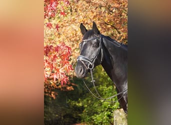 Hanoverian, Gelding, 4 years, Black