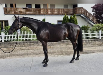 Hanoverian, Gelding, 4 years, Black