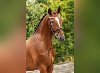 Hanoverian, Gelding, 4 years, Brown