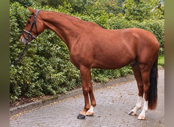 Hanoverian, Gelding, 4 years, Chestnut-Red