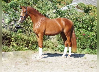 Hanoverian, Gelding, 4 years