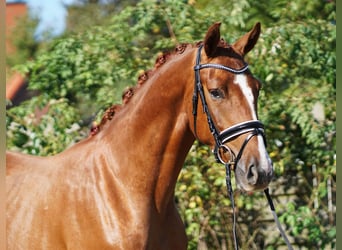 Hanoverian, Gelding, 4 years