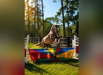 Hanoverian Mix, Gelding, 4 years, Grey